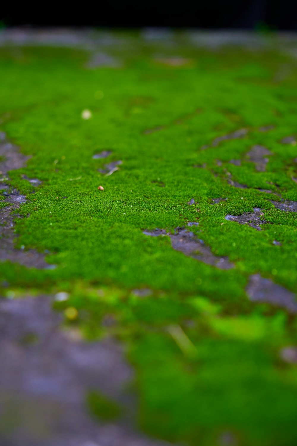 a close up of a green patch of grass