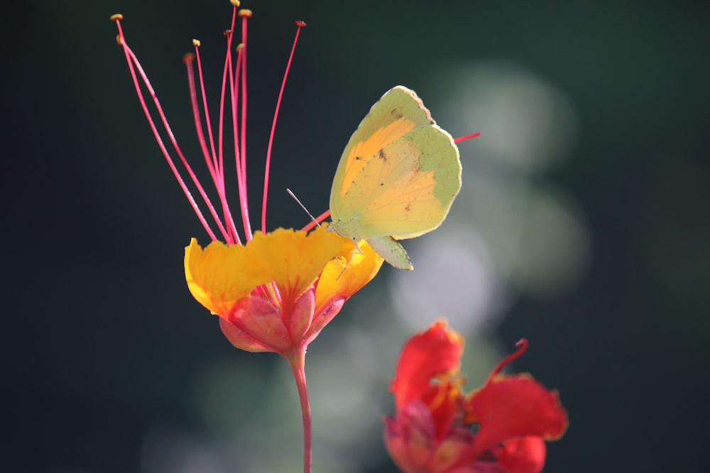 a yellow butterfly sitting on top of a flower