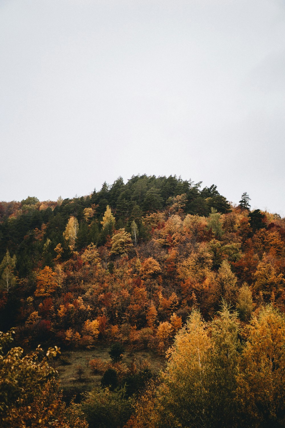 a hill covered in lots of trees covered in fall foliage