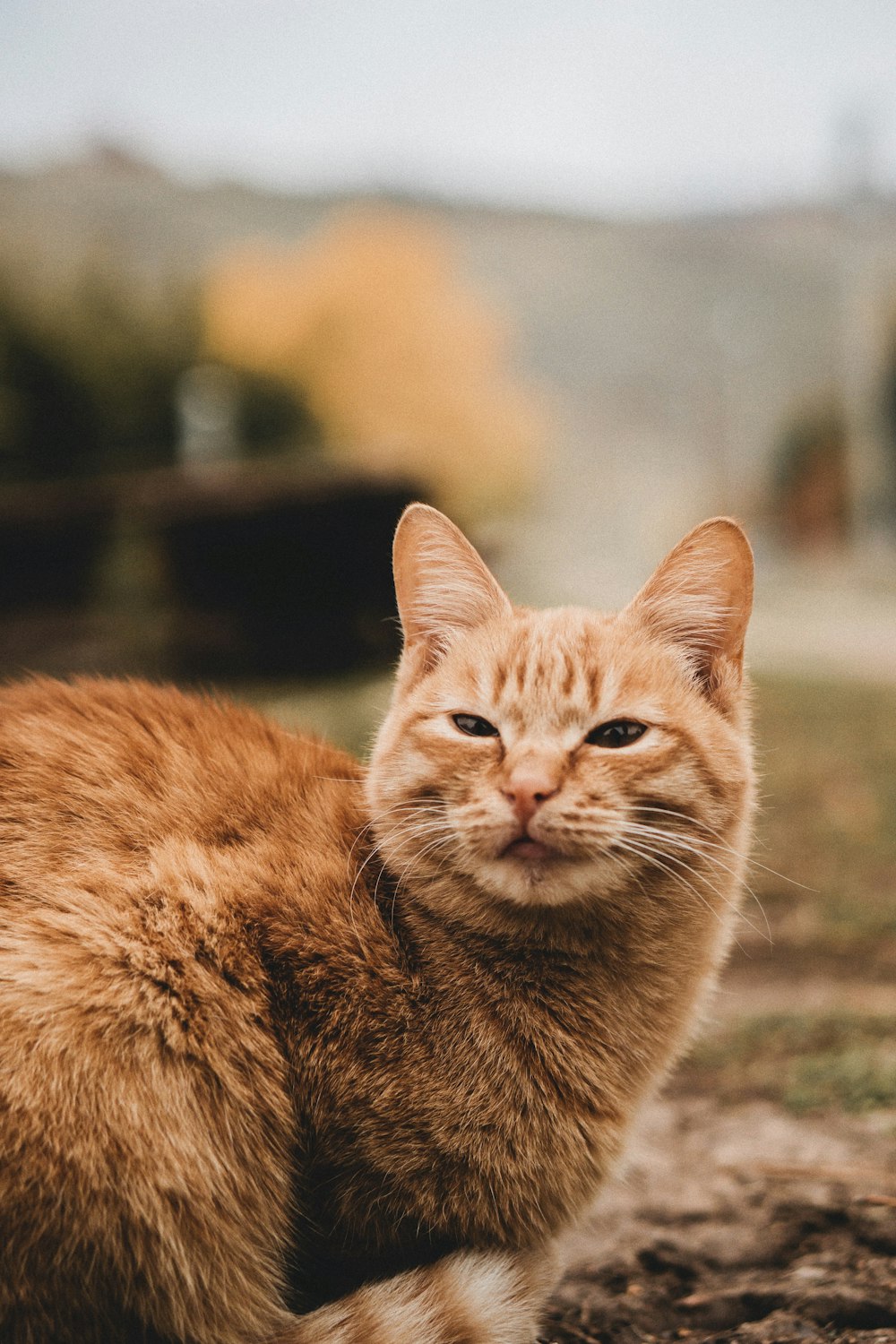 a close up of a cat on a dirt ground