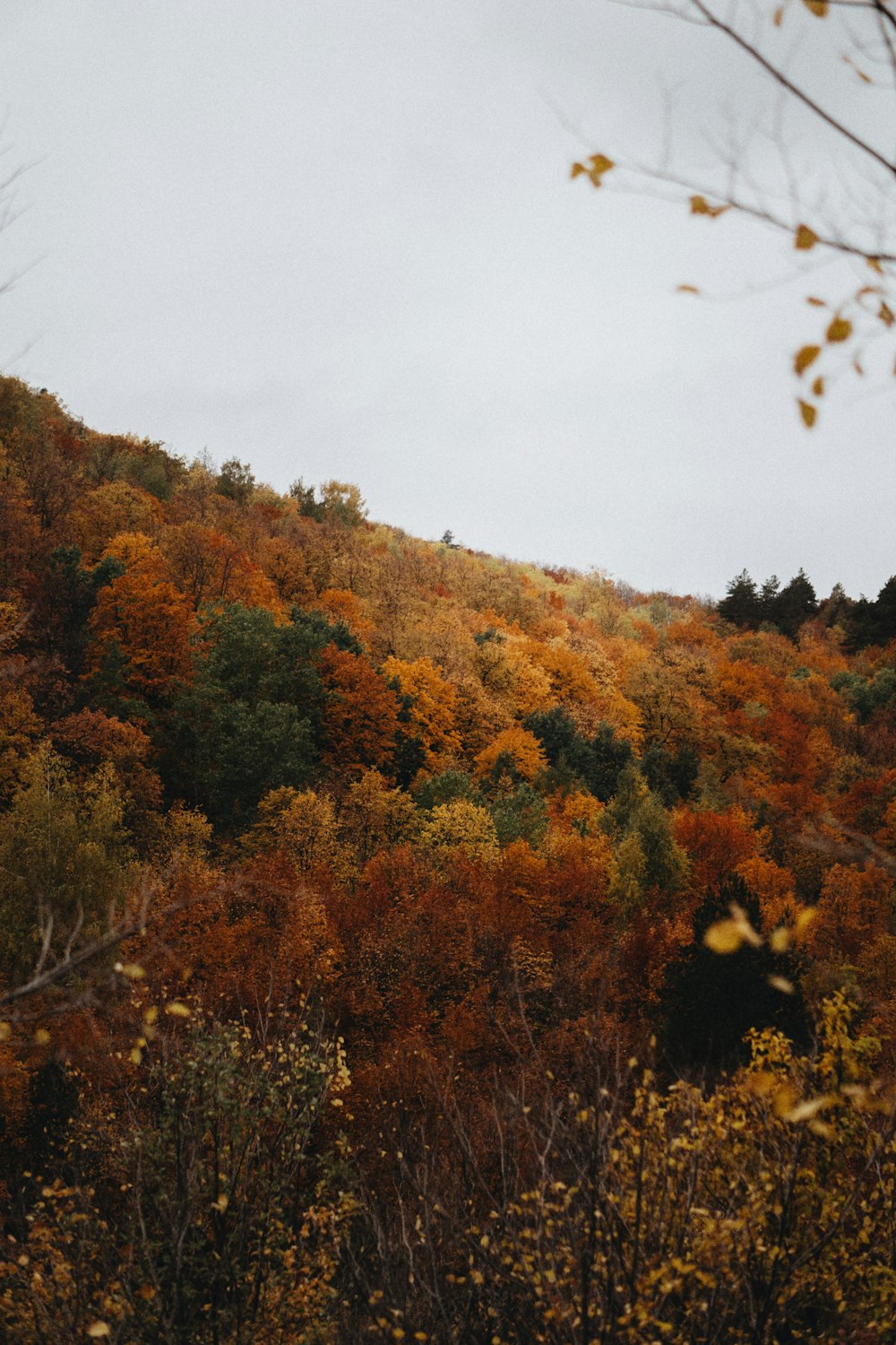 a hillside covered in lots of trees and bushes