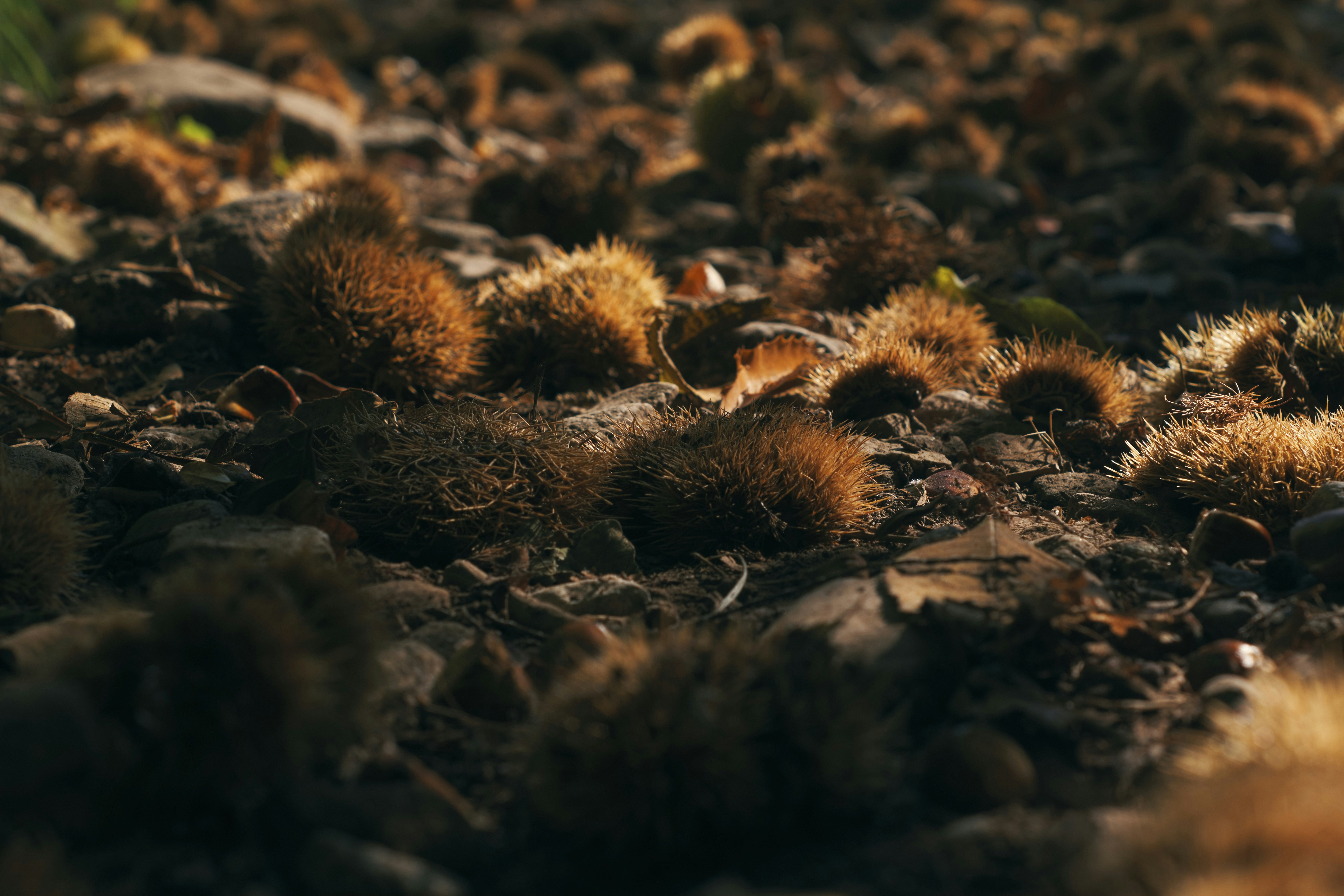 um monte de plantas que estão na sujeira
