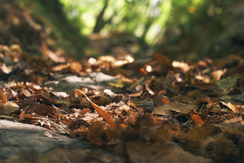 une image floue de feuilles sur le sol