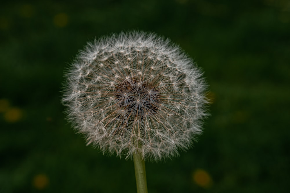 a close up of a dandelion in a field