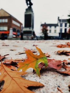 A close-up of an autumn leaf half vibrant, half decayed, resting on a cracked pavement.