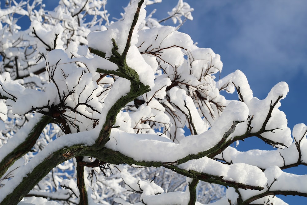 a tree covered in snow against a blue sky