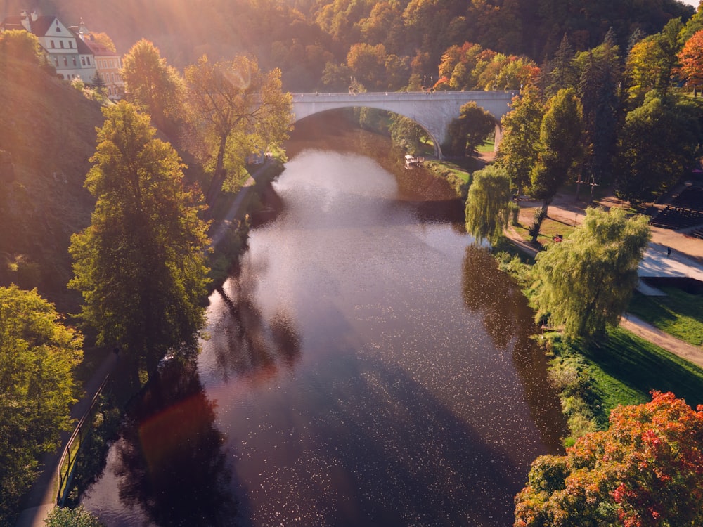 a river running through a lush green forest