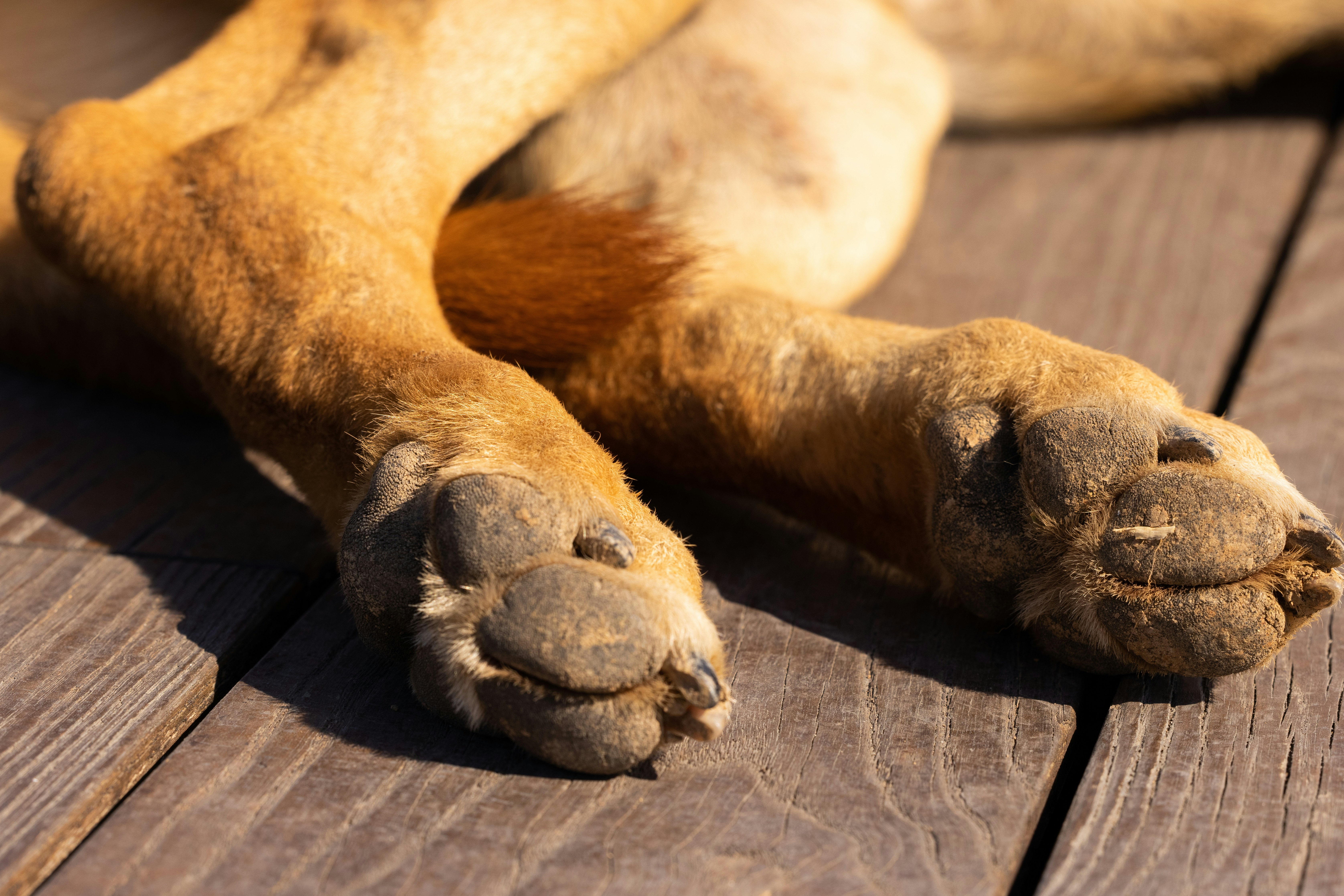 Nail Grinder vs Clipper for Dogs and Grooming Guide