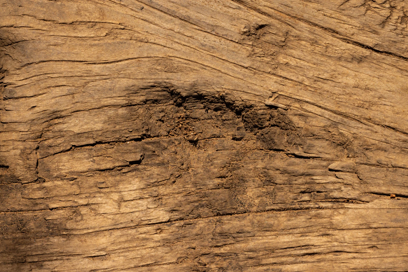 Cut wood revealing interior insect damage
