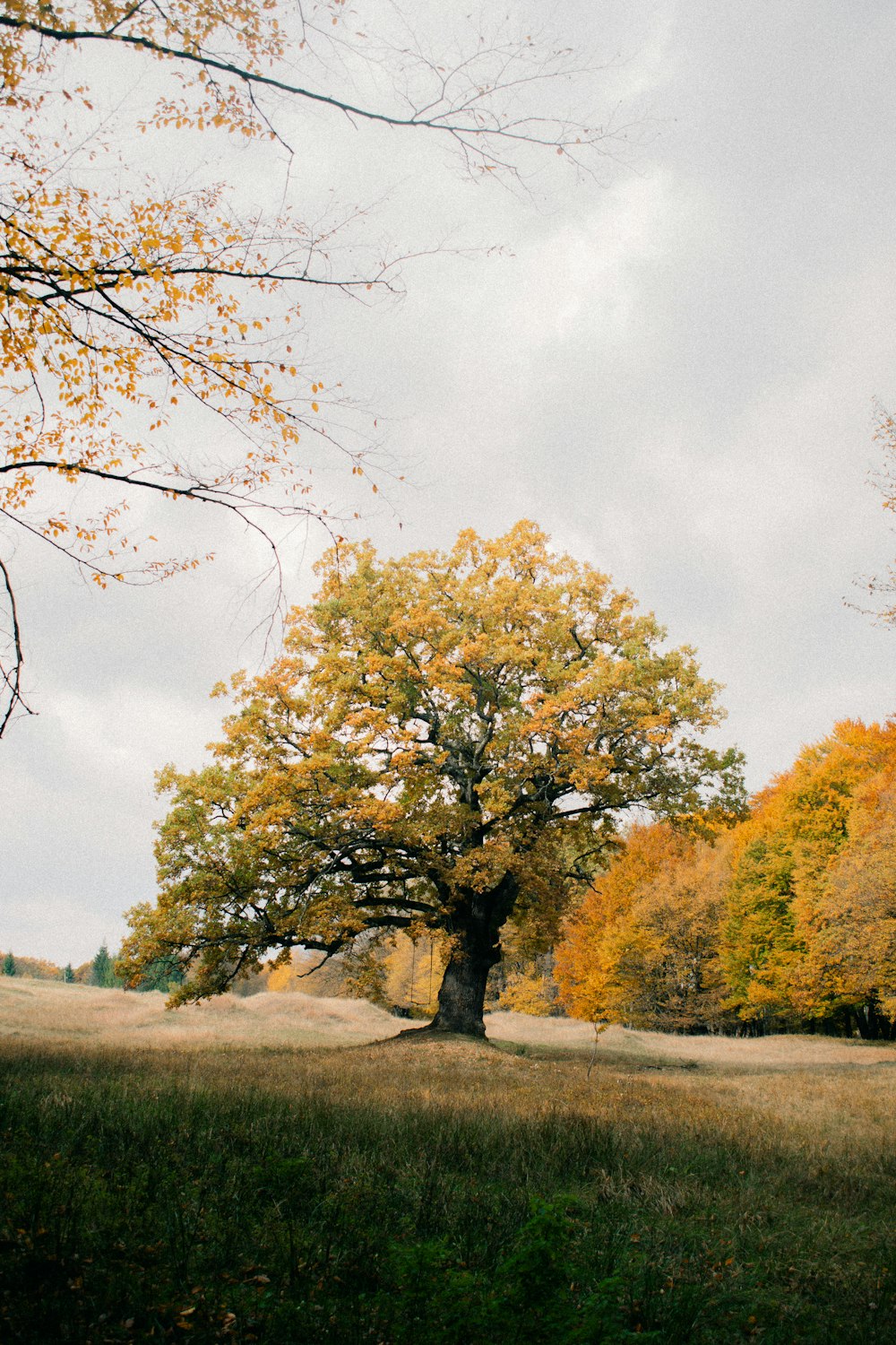 a large tree in a grassy field with trees in the background