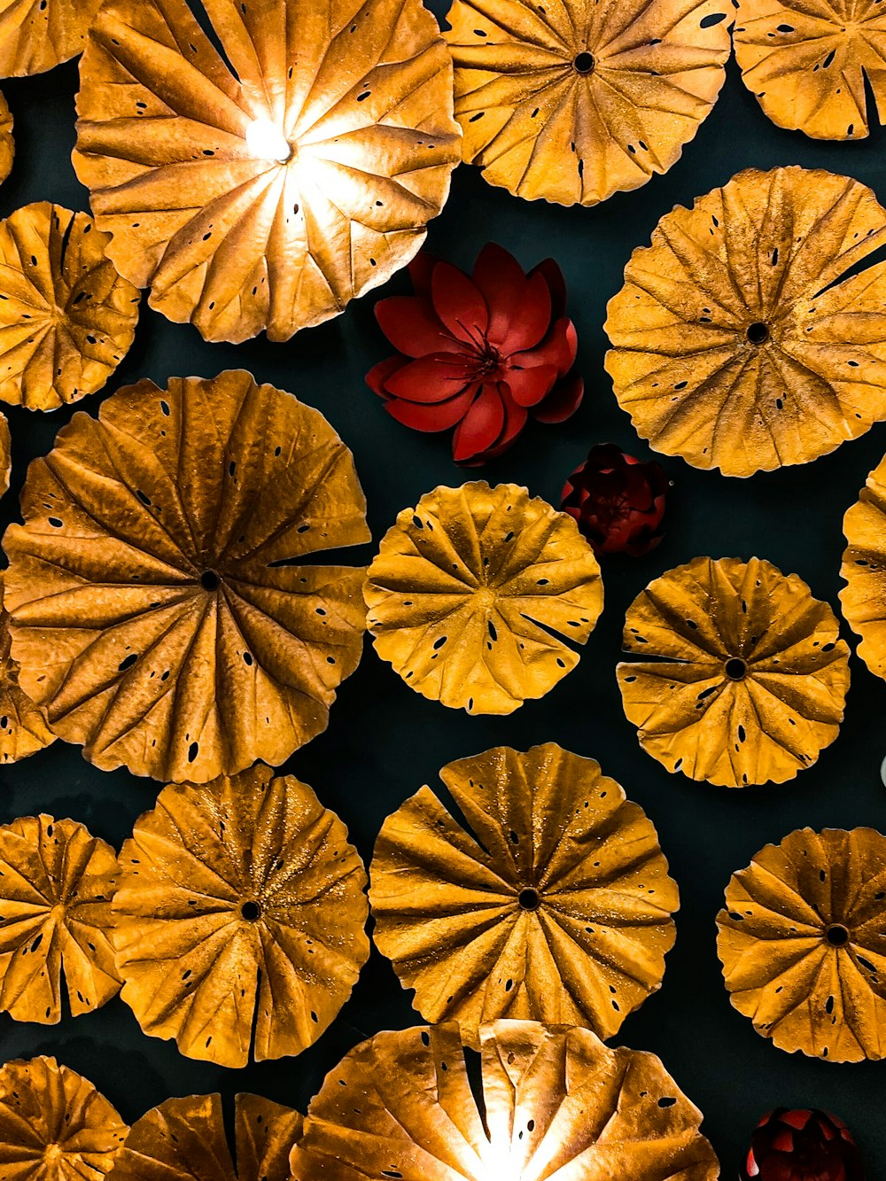 a group of water lilies floating on top of a pond