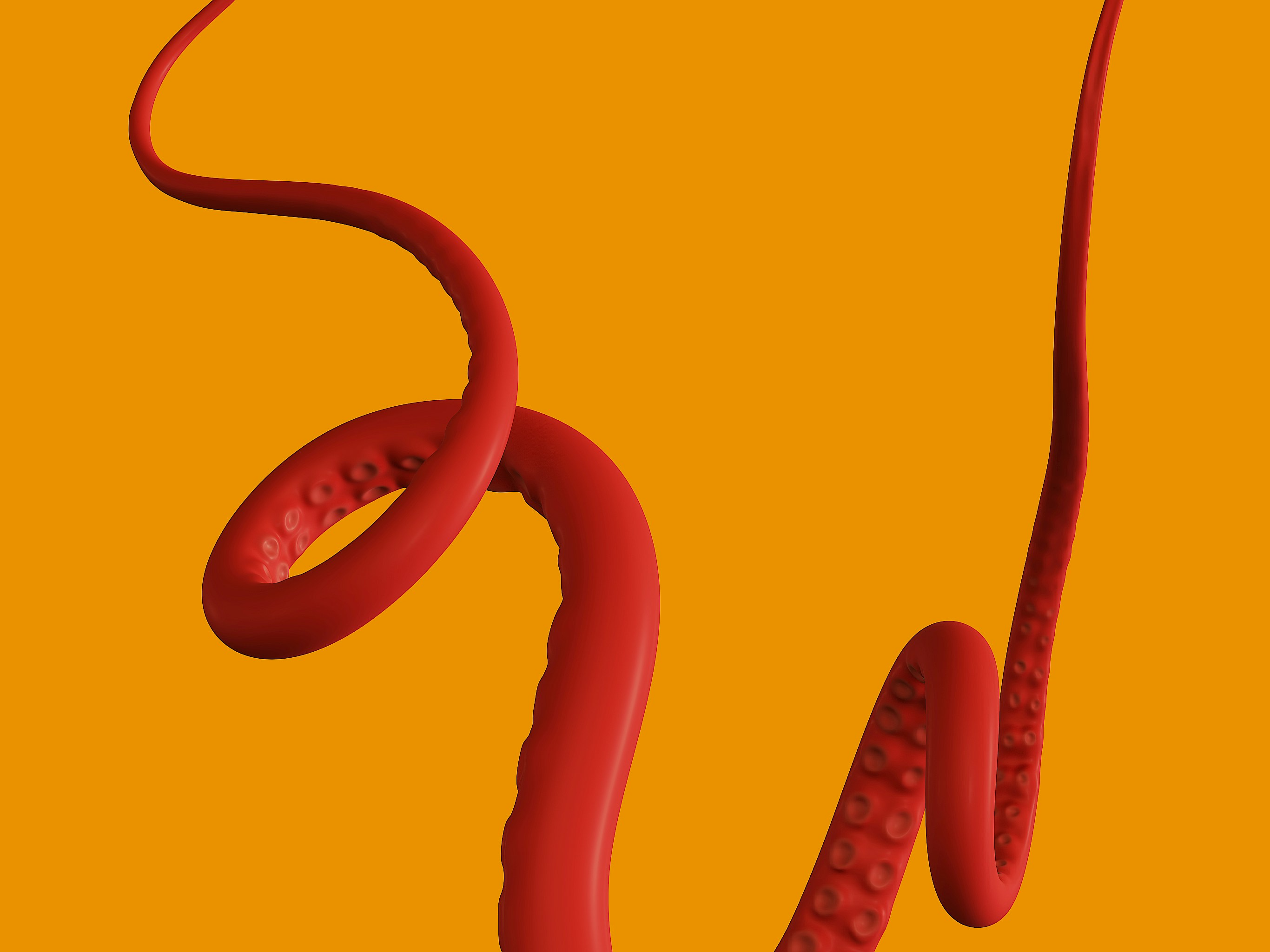 Squid tentacles.