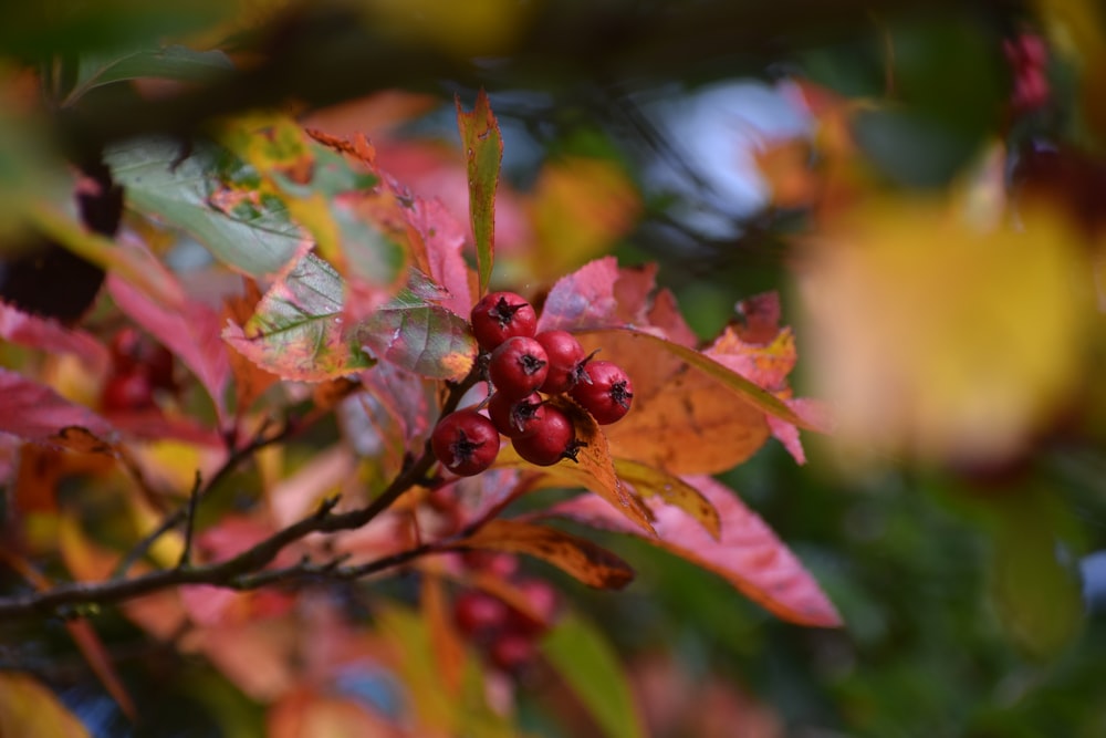 a branch with red berries and green leaves