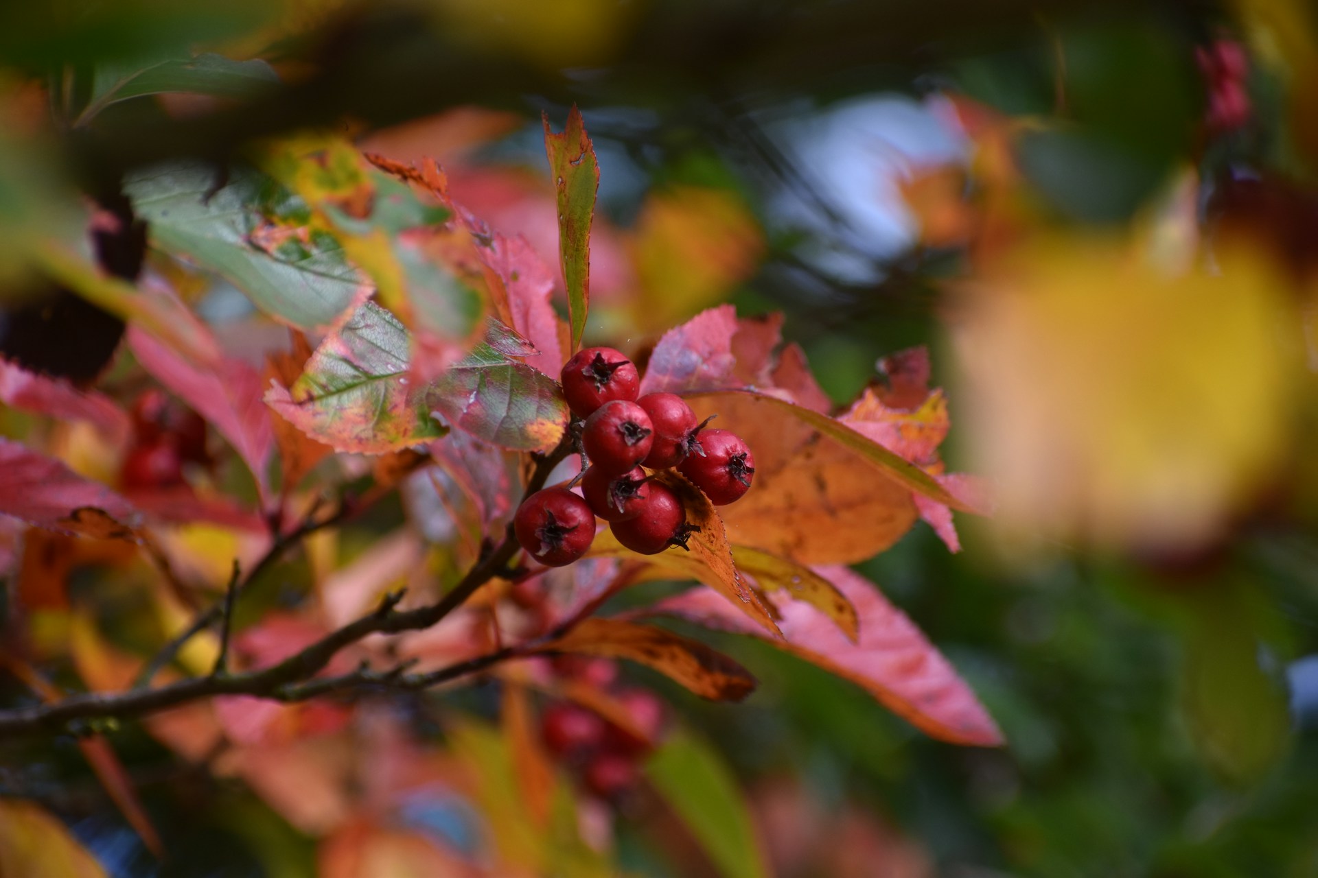 a branch with red berries and green leaves