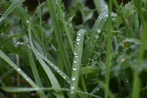 Water droplets sparkling on vibrant leafy greens after a morning irrigation