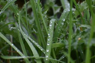 Water droplets sparkling on vibrant leafy greens after a morning irrigation