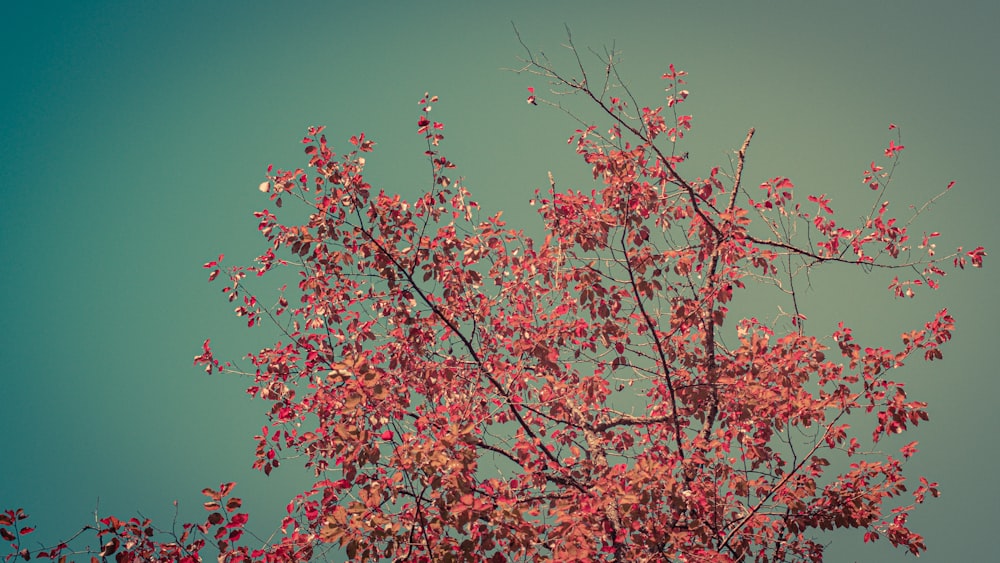 푸른 하늘을 배경으로 붉은 잎사귀가 있는 나무