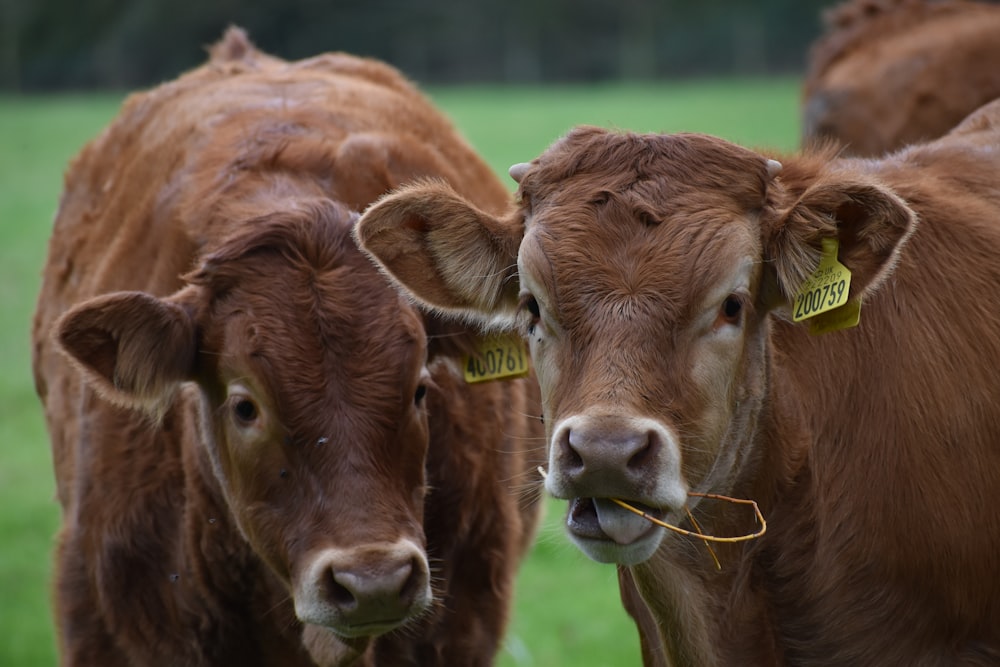 Drei braune Kühe mit Etiketten an den Ohren