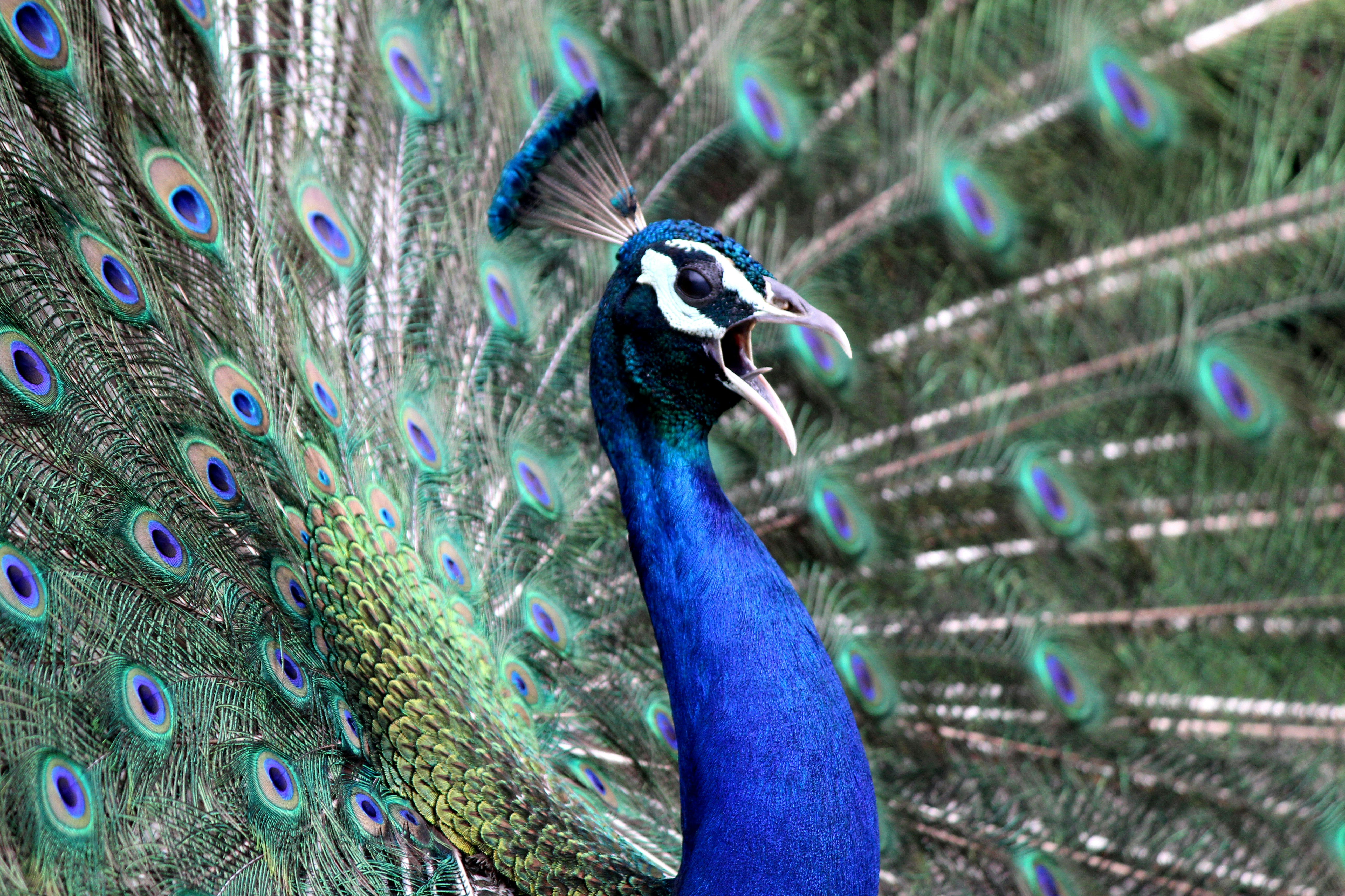 Photo by jatin_patel