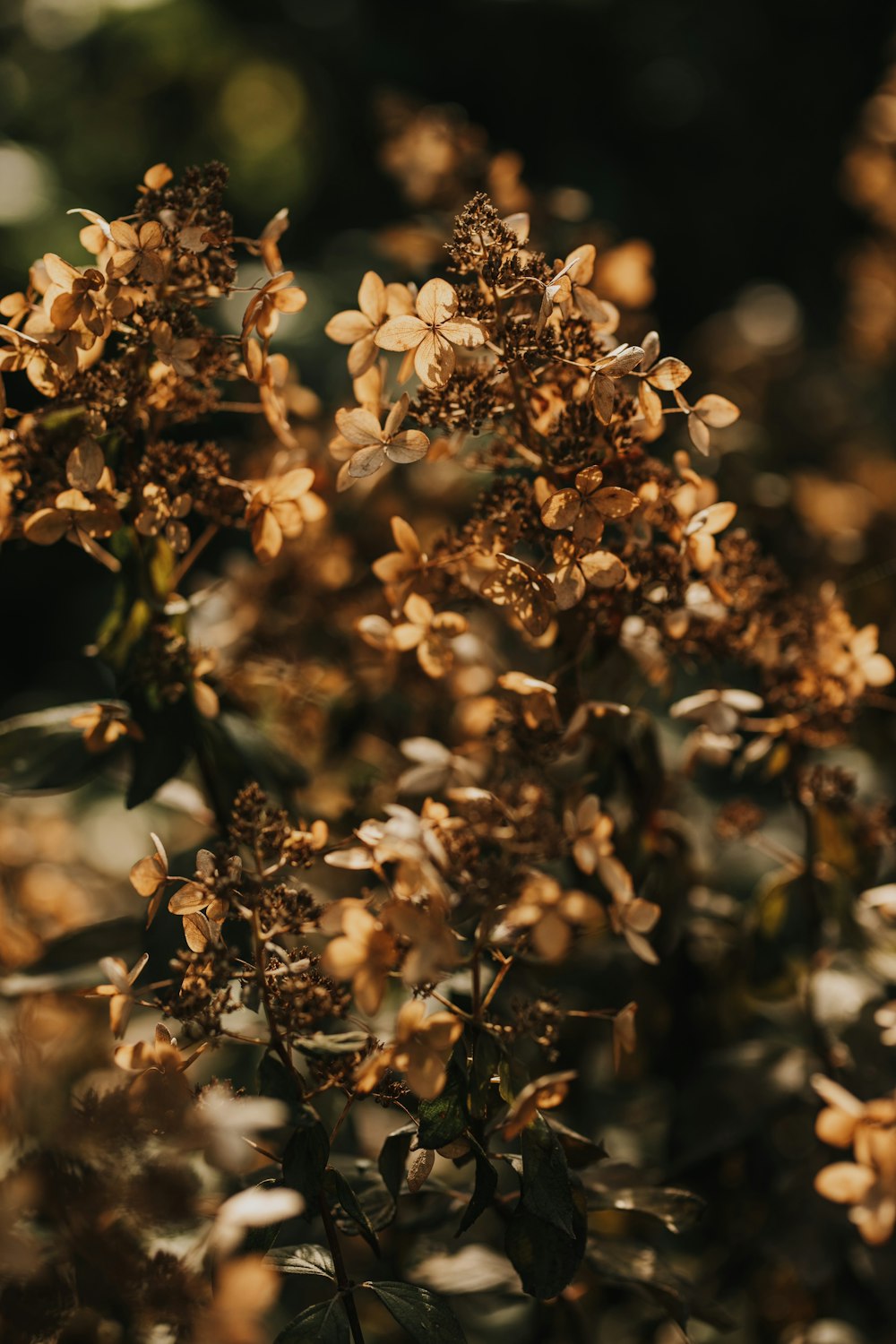 a close up of a plant with lots of leaves