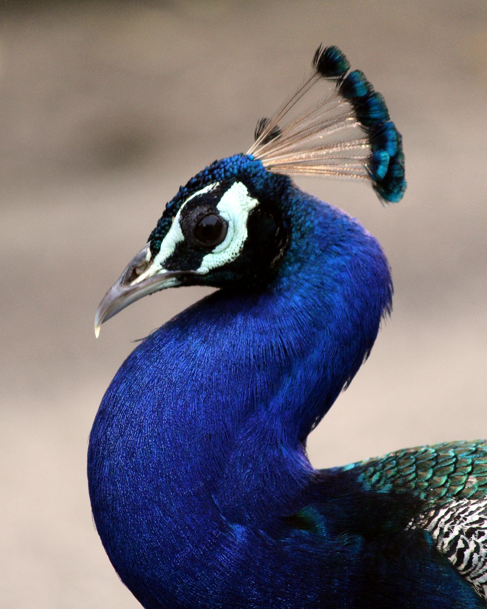 a blue bird with a black head and white and blue feathers