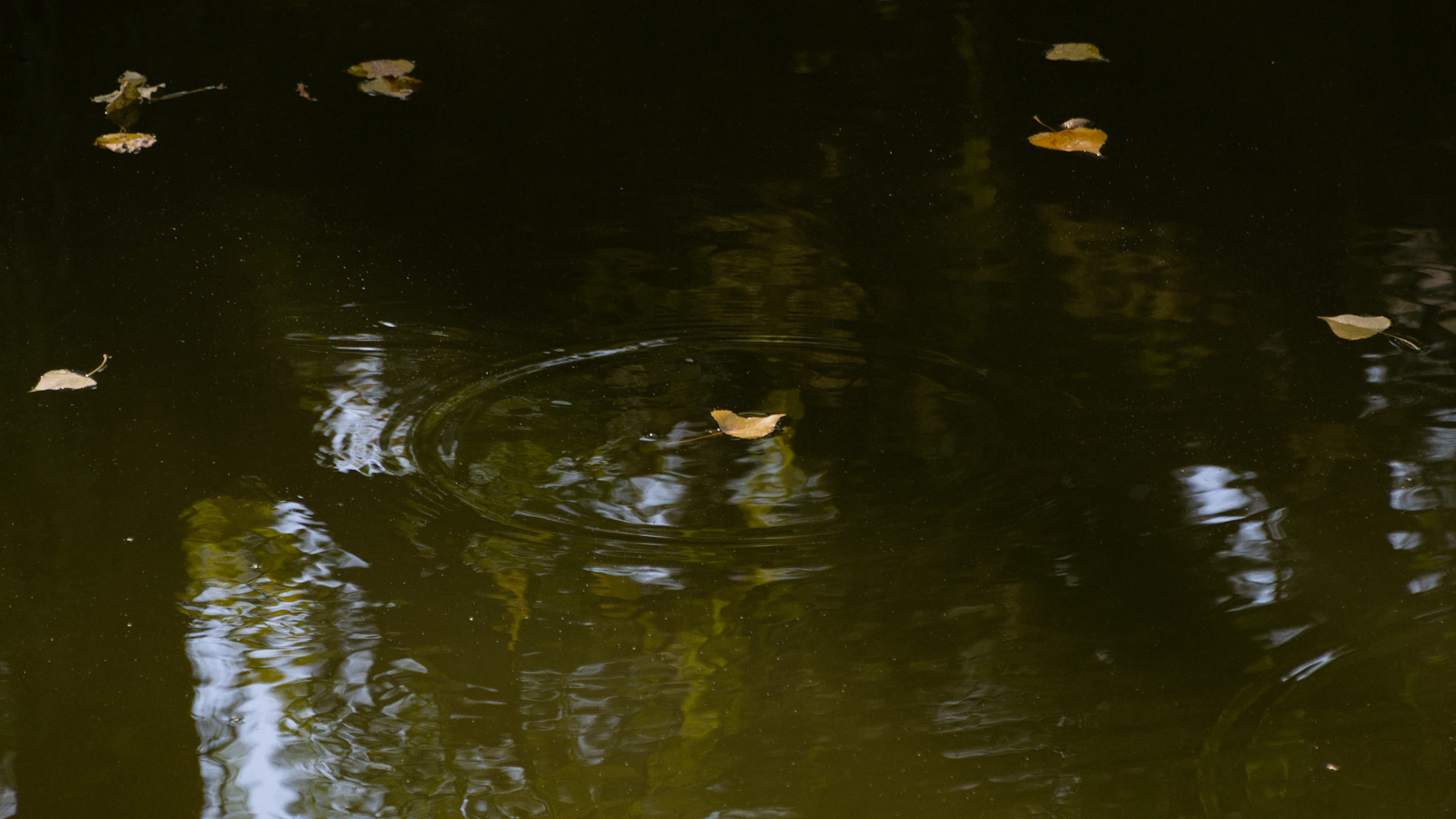 a group of leaves floating on top of a body of water