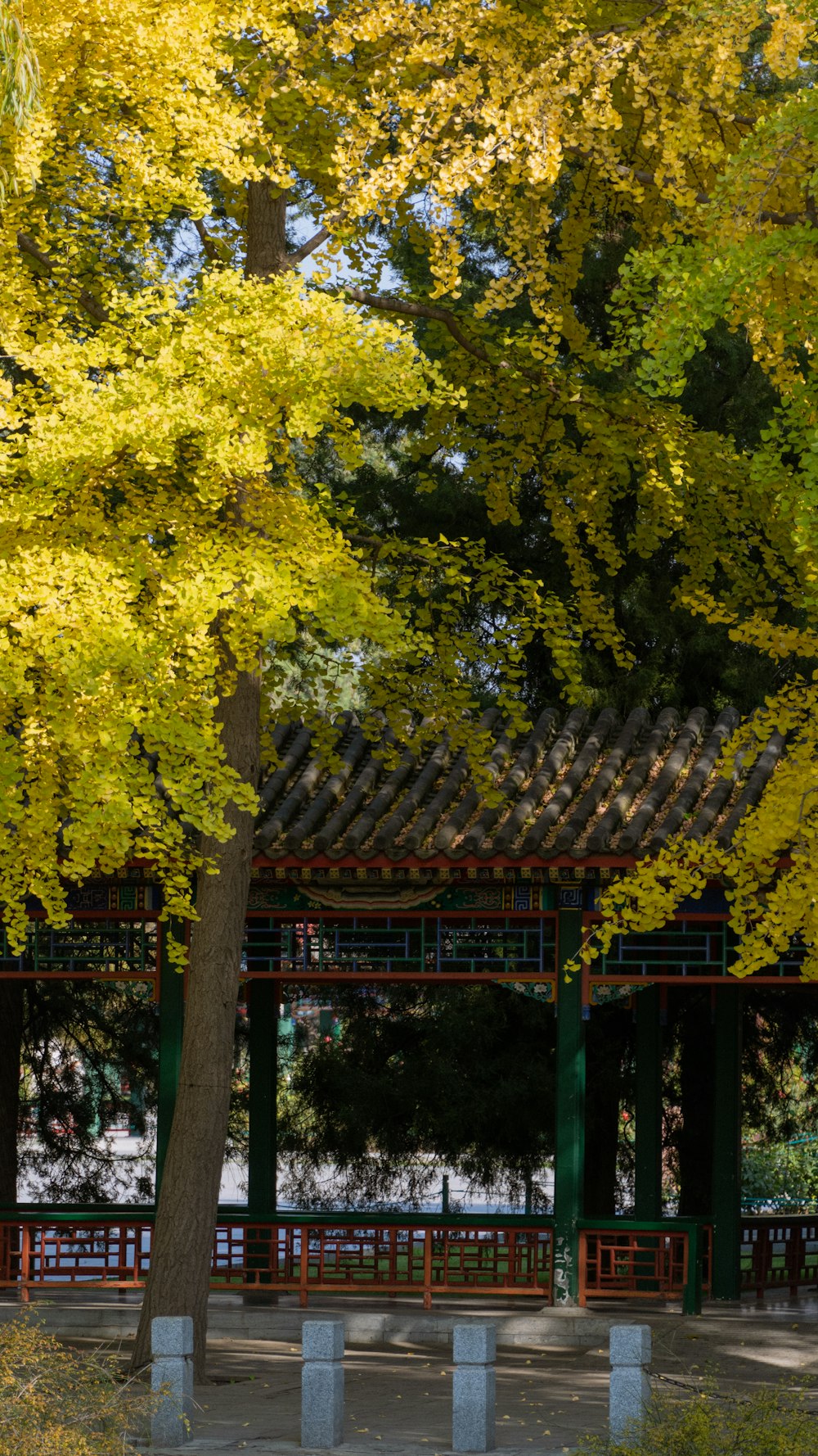 a tree with yellow leaves in a park