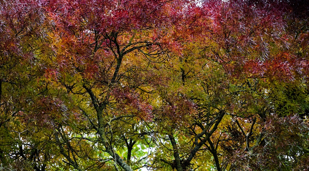 a group of trees with red and yellow leaves