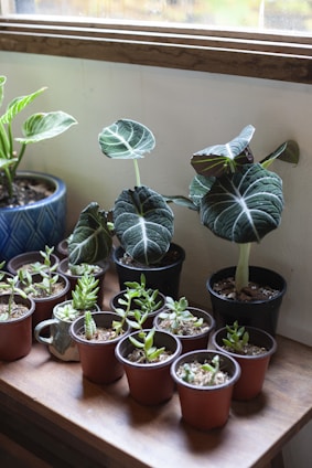 Several potted plants are arranged on a wooden surface next to a window, including larger dark-leaved plants in black pots and smaller succulents in brown pots. The light streaming in highlights the greenery, creating a fresh, natural atmosphere.