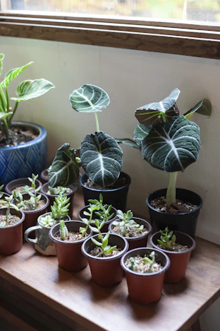 A beautifully arranged indoor plant display with various pots and natural light streaming in.