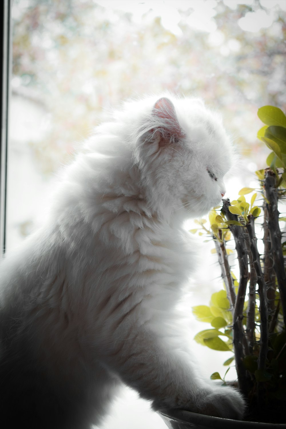 a white cat sitting on a window sill next to a potted plant