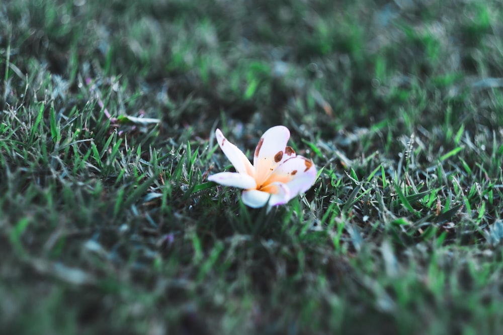eine kleine weiße Blume auf einem üppigen grünen Feld