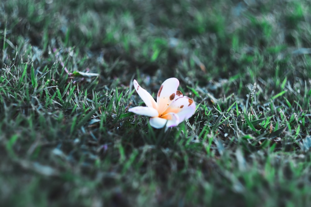 uma pequena flor branca sentada no topo de um campo verde exuberante