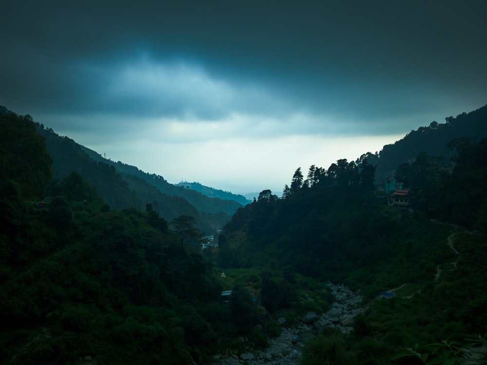 a river running through a lush green forest