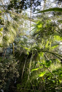 A cozy indoor garden filled with various green plants in natural light.