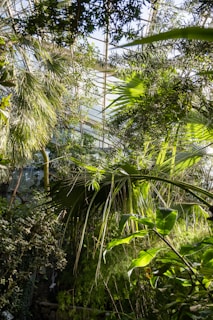 A cozy indoor garden filled with various green plants in natural light.