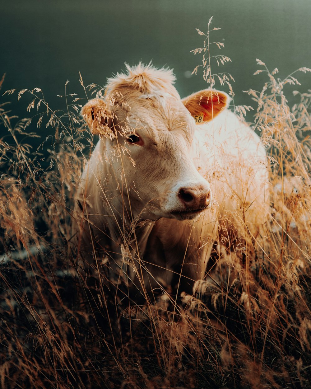 a brown cow standing on top of a dry grass field