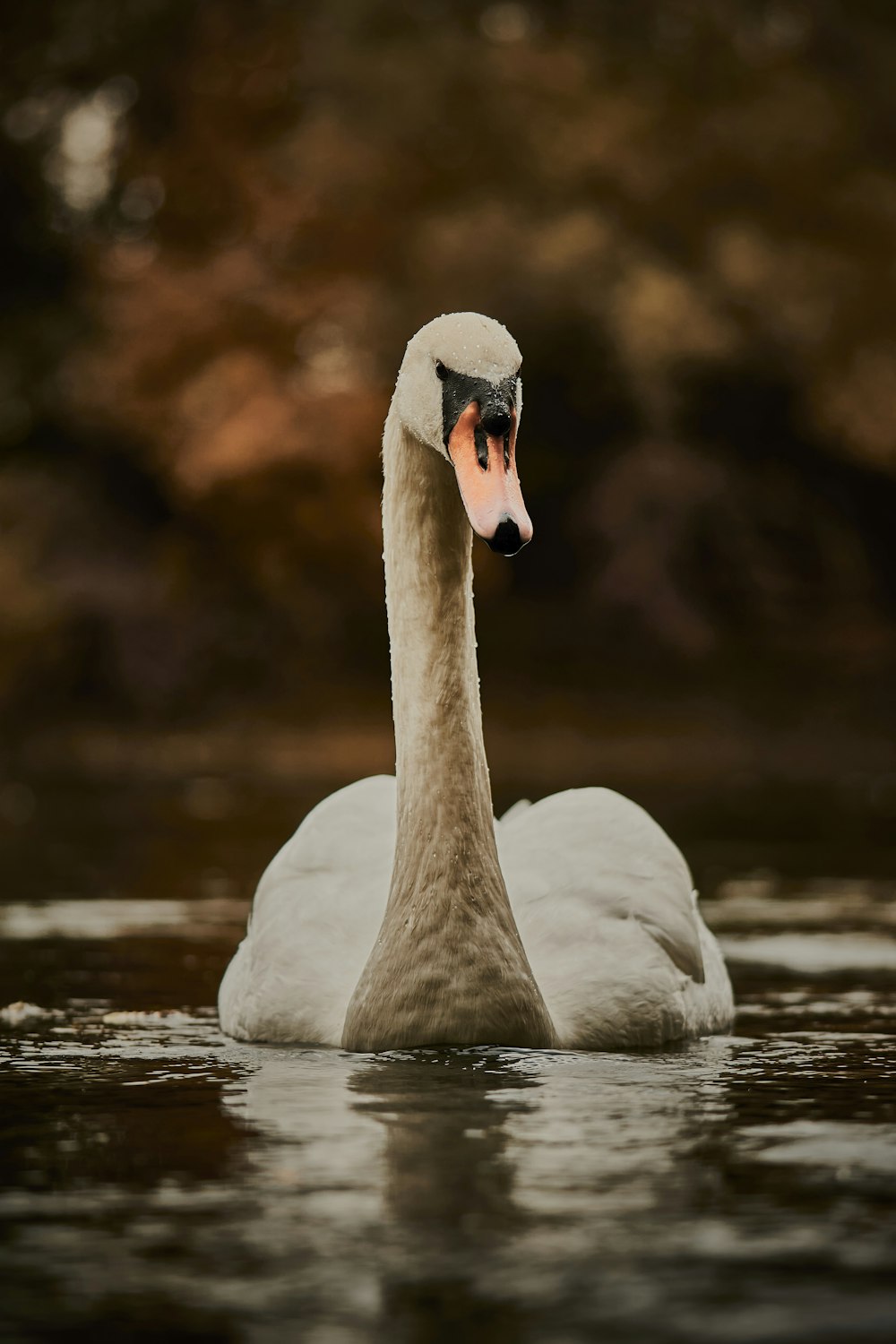 a white swan floating on top of a body of water