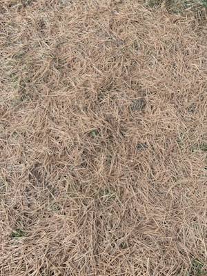 A dense layer of dry pine needles covering the ground with some hints of green grass peeking through.