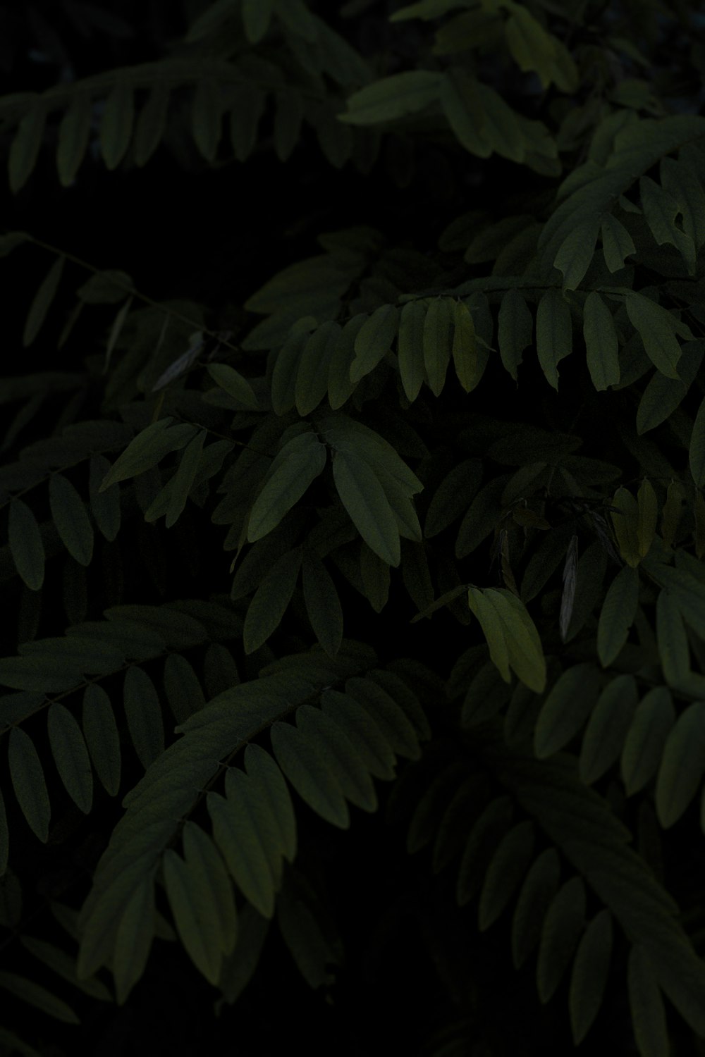 a close up of a plant with lots of leaves