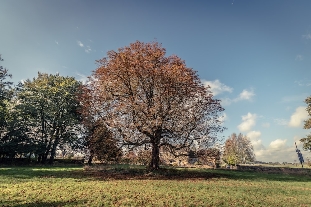 a large tree in a grassy field with a blue sky in the background