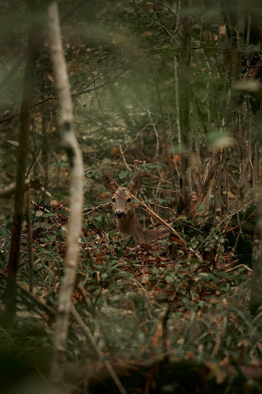 a deer in the woods looking at the camera