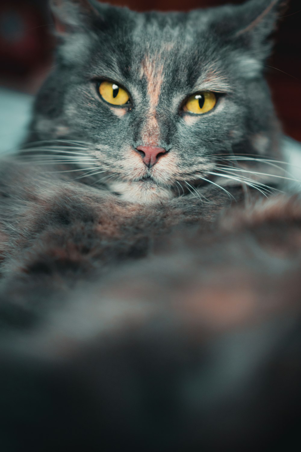 a gray cat with yellow eyes laying on a bed