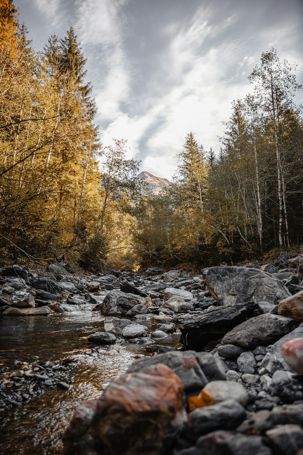 a river running through a forest filled with lots of rocks