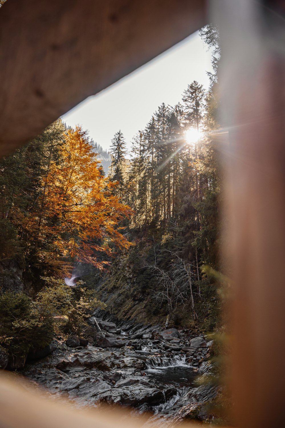 a river running through a forest filled with lots of trees