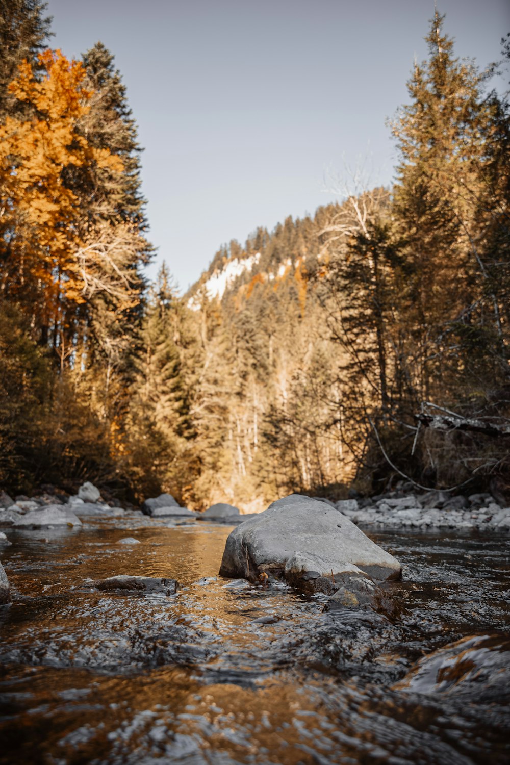 a river running through a forest filled with lots of trees