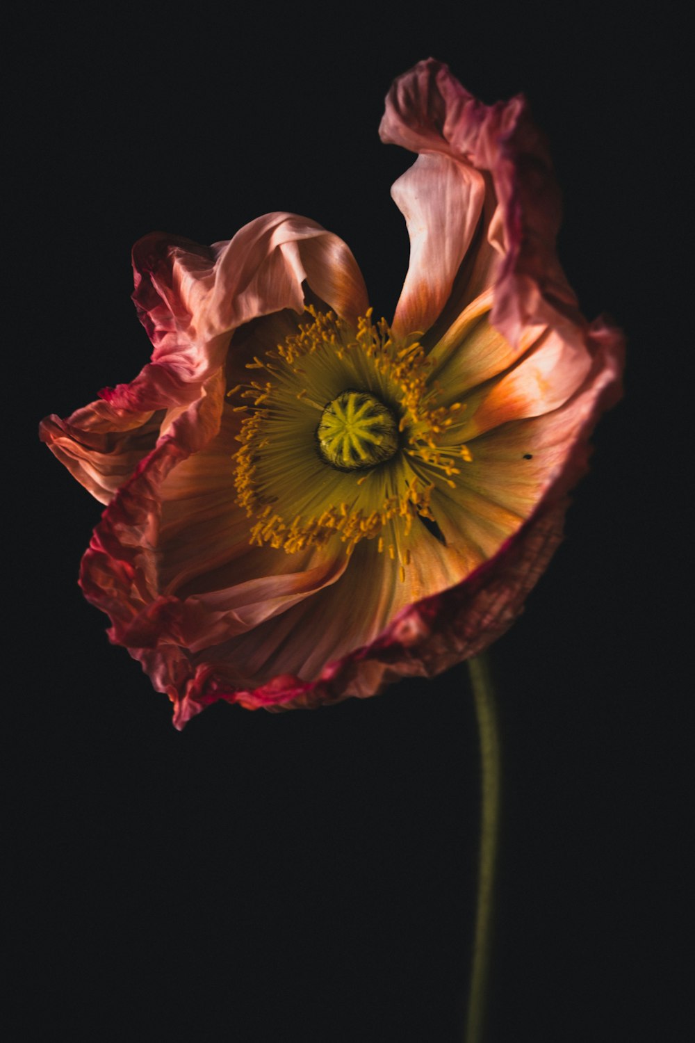 a pink flower with a yellow center on a black background