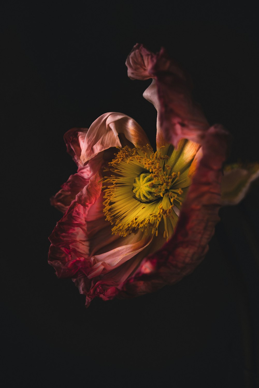 a close up of a flower on a black background