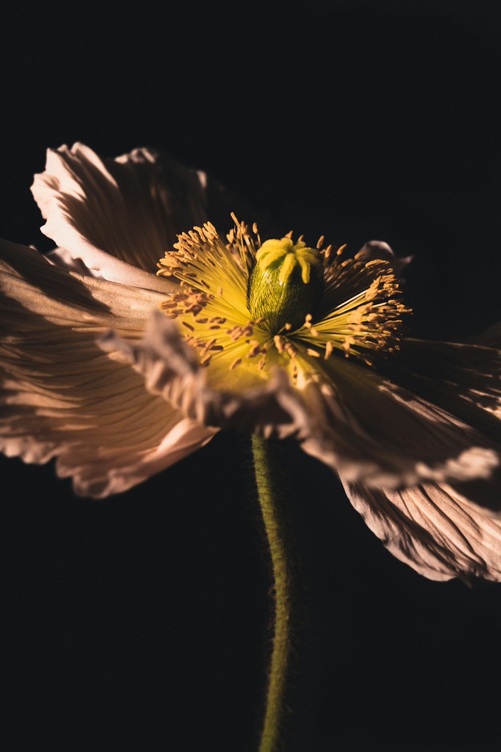 a white flower with a yellow center on a black background