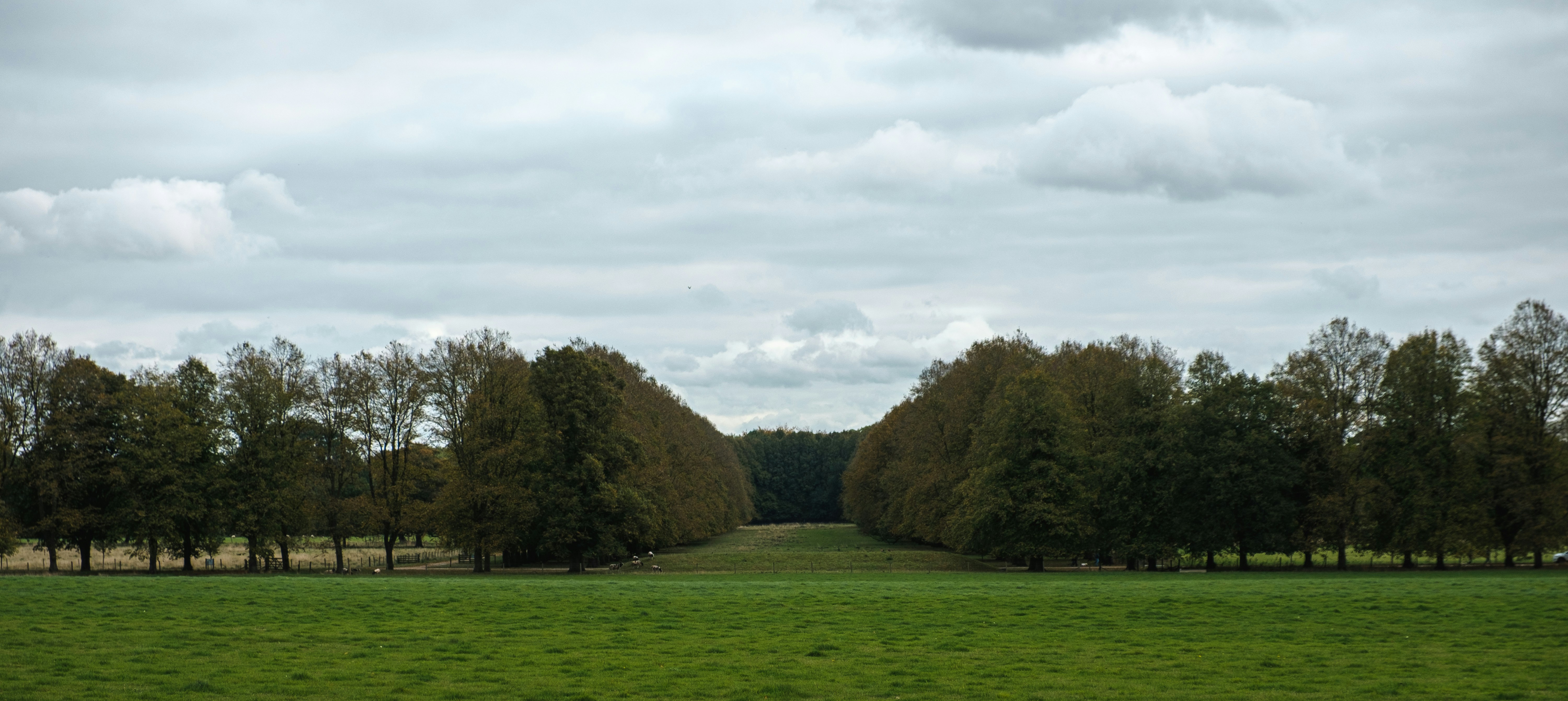 a grassy field with trees in the distance